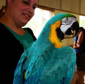 Blue_Gold