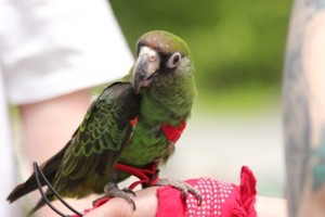 Conureredbandana