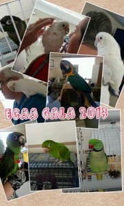 Gala_collage