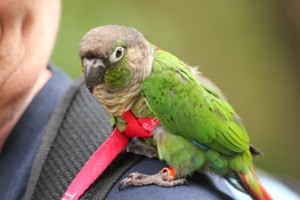 greencheekonshoulder